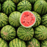 2 Watermelon Plants Live, 4 to 6 Inches Tall, Sweet Fruit Plants, Sweet Melon Starter Plants for Outdoor Gardens