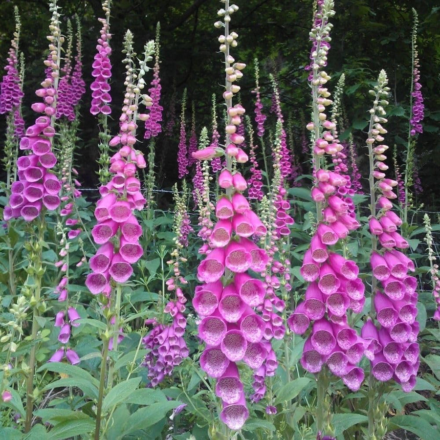 Pink Foxglove Live Plant 3-5 Inches Tall, Pink Foxglove Plant 3 Inch Pot, Flowering Perennial for Outdoor Garden