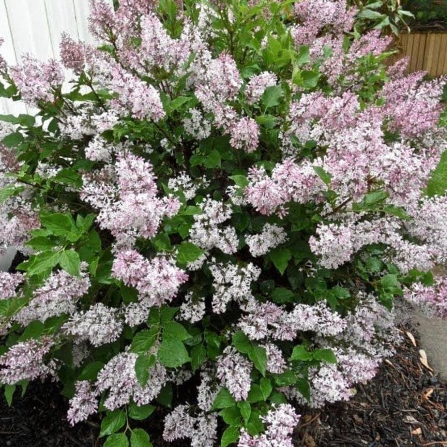 2 Lilac Bushes Trees Live Plants 8-12 Inches Tall, Well Rooted in Quart Pot, Fragrant Spring Flowering Outdoor Plant (Light Pink-Purple Lilac Shrub)
