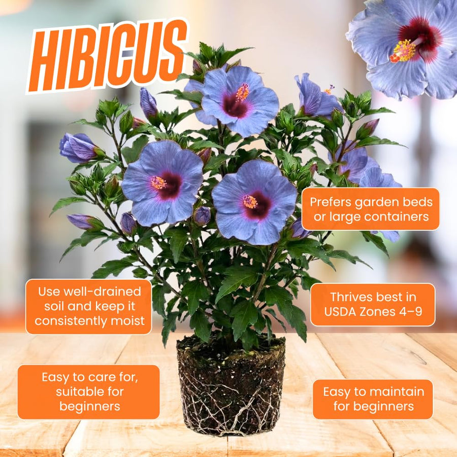 Purple Hibiscus Plant Live, Well-Rooted Hibiscus Flowers, 5-7 Inches Tall, Tropical Flowering for Indoor Outdoor Planting
