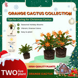 2 Christmas Cactus Plants Live, Holiday Blooming Indoor Plants Live Houseplants, Hanging Baskets Easy Care, Well-Rooted 5-8" Tall, No Pot, Bareroots, Single Stems (Purple Christmas Cactus)