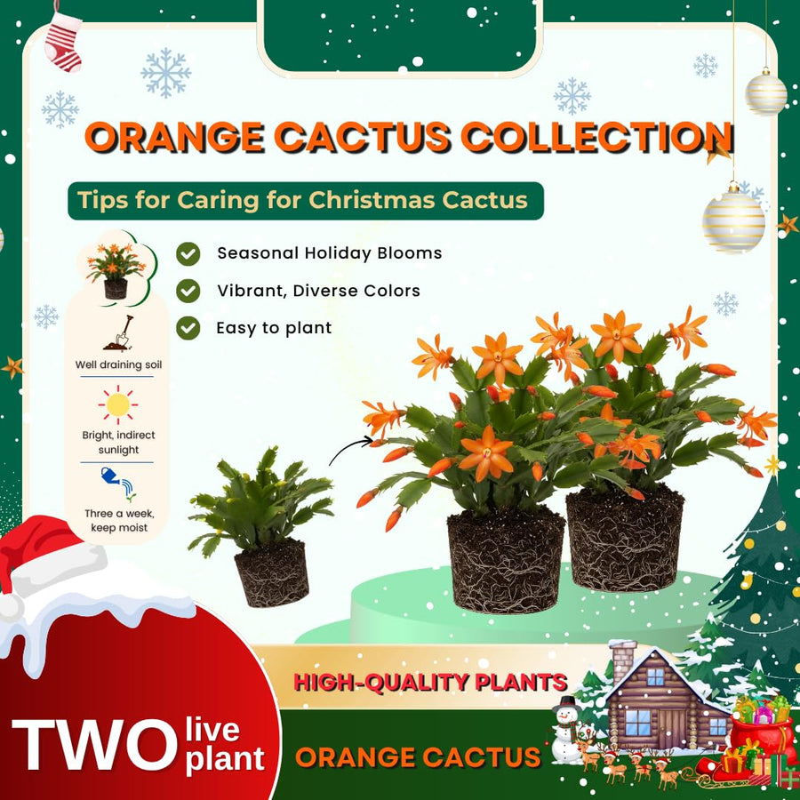 2 Christmas Cactus Plants Live, Holiday Blooming Indoor Plants Live Houseplants, Hanging Baskets Easy Care, Well-Rooted 5-8" Tall, No Pot, Bareroots, Single Stems (Purple Christmas Cactus)