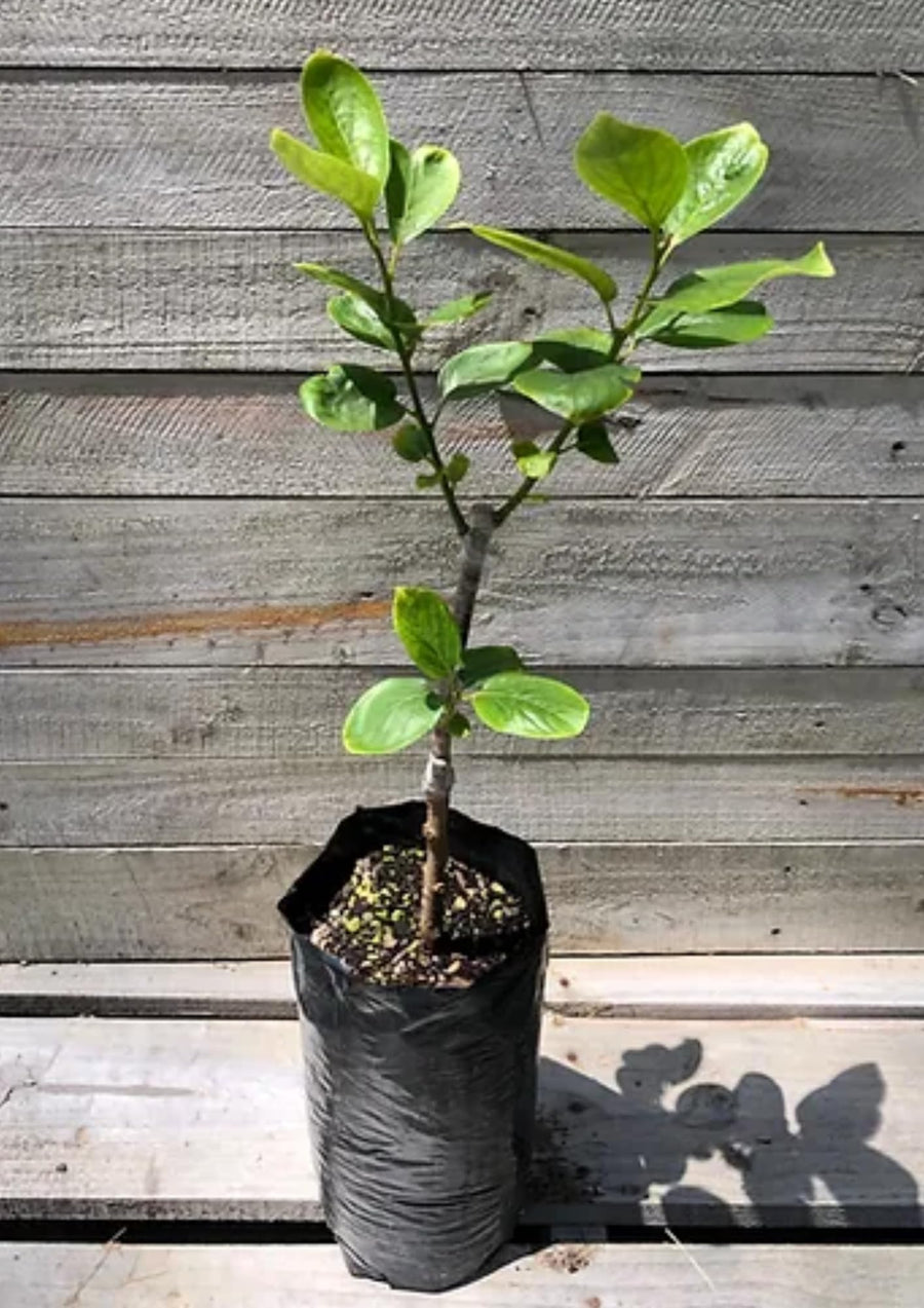Sweet American Persimmon Trees Live Plants, 6"-15" Common Persimmon Fruit Tree Zones 4 to 9
