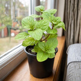 Fragrant Mint Plant Live, 4-6 Inches, Culinary Mint Herb for Indoor Outdoor Gardens (Orange Mint)