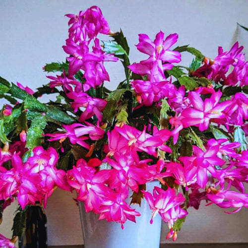Christmas Cactus Plant Live, Holiday Cactus Live Plant, 4 to 6 Inc Tall, Hanging Baskets Houseplants, 4 Inc Potted, Gardening Indoor Outdoor (Pink)