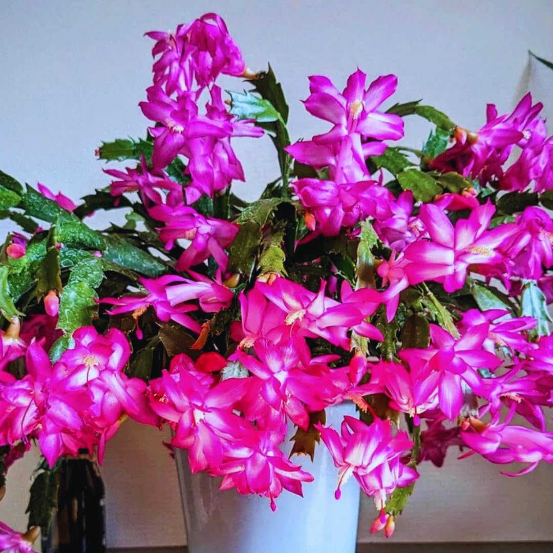Christmas Cactus Plant Live, Holiday Cactus Live Plant, 4 to 6 Inc Tall, Hanging Baskets Houseplants, 4 Inc Potted, Gardening Indoor Outdoor (Pink)