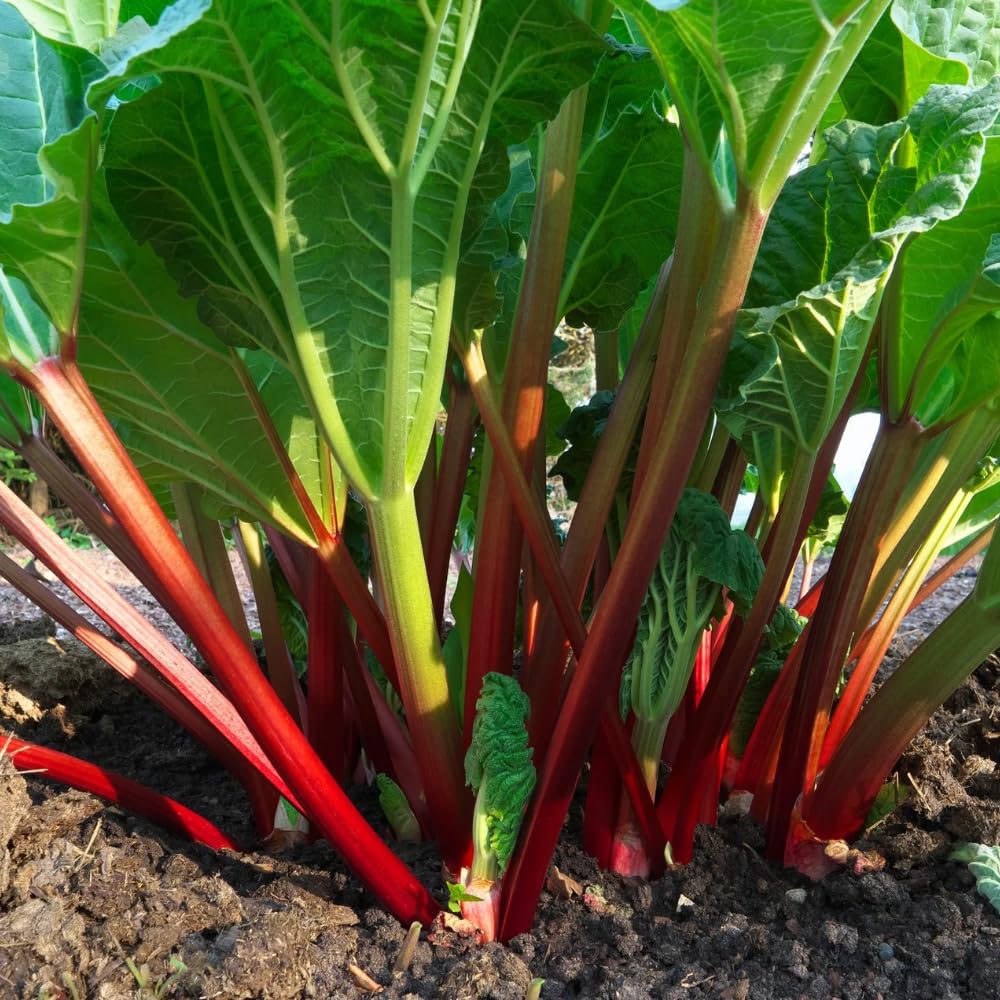 Pack 5 Rhubarb Roots Plants, Red Rhubarb Roots Vegetable for Planting, Hardy Perennial Vegetables