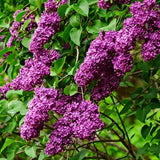 1 Purple Lilac Tree Live Plant, Reblooming Lilac Plant Live for Planting Indoor Outdoors 14-20 Inch Tall, Fully Rooted in Soil, Come in Pot