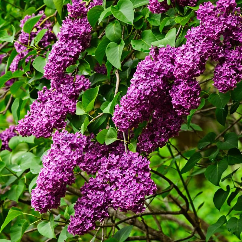 1 Purple Lilac Tree Live Plant, Reblooming Lilac Plant Live for Planting Indoor Outdoors 14-20 Inch Tall, Fully Rooted in Soil, Come in Pot