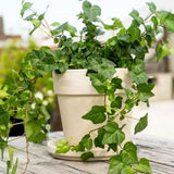 Green English Ivy Live Plant, Hardy Ivy Plants in 4 Inch Pot, Outdoor Indoor Garden