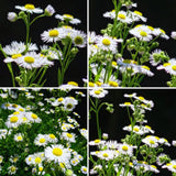 White Yellow Daisy Plant Live, Daisy Flower Plants Live Gardening, 6 Inc Potted