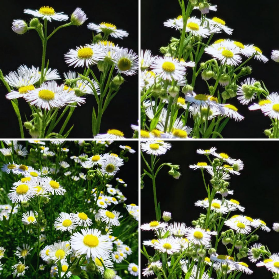 White Yellow Daisy Plant Live, Daisy Flower Plants Live Gardening, 6 Inc Potted