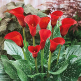3 Red Calla Lily Bulbs for Outdoor Planting, Ornamental Flowers for Patio Pots, Landscape Borders and Garden, Flower Bulbs for Growing