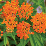 75 Orange Milkweed Seeds for Planting, Milkweed Flower Seed