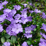 2 Vinca Minor Live Vines in 4 Inch Pot, Periwinkle Ground Cover Plant for Shade and Sun, Trailing Vine for Garden