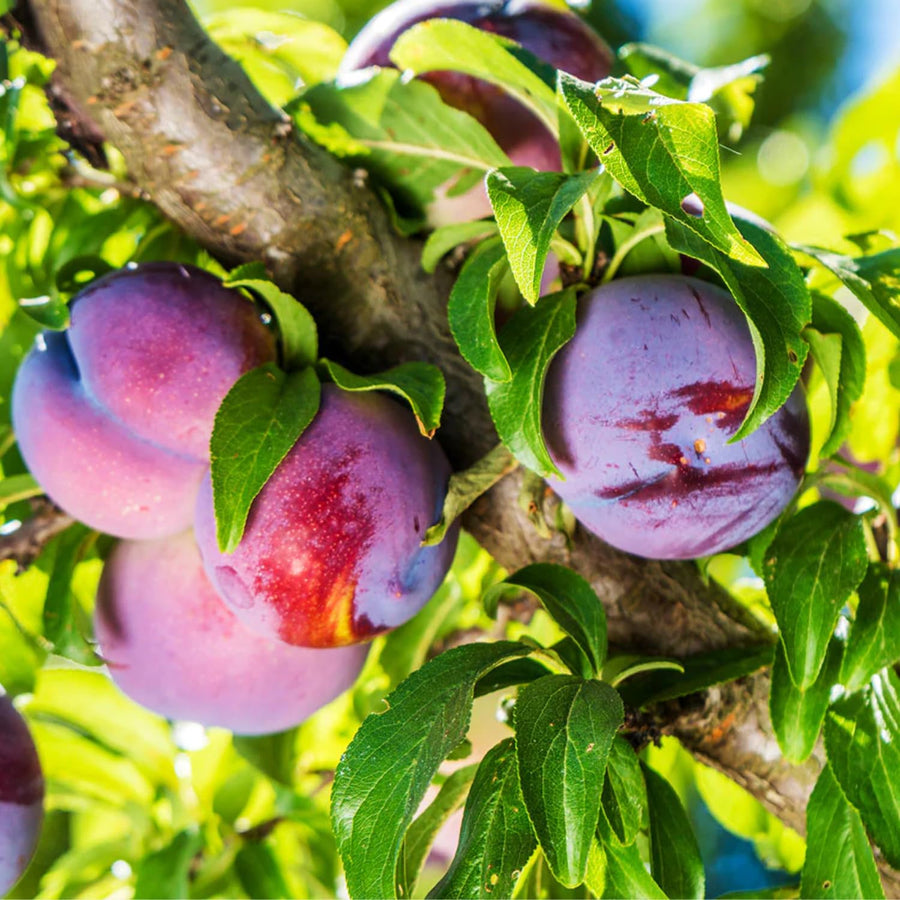Set 2 American Plum Trees Live Plants, 18-24 Inch Tall, Bareroots, Cold Hardy Chickasaw Plum Plants Live for Planting, Dormant
