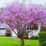 Eastern Redbud Tree Live Plants Seedling Dormant, 8 to 12 Inches Tall Red Bud Trees Live Plants, Redbud Tree for Planting, Bud Break