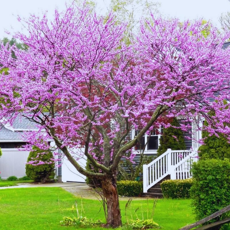 Eastern Redbud Tree Live Plants Seedling Dormant, 8 to 12 Inches Tall Red Bud Trees Live Plants, Redbud Tree for Planting, Bud Break