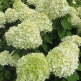 Lime Hydrangea Plant Live, in 2.5 Inch Pot, 6–12" Tall Cold Hardy Hydrangea Flowering Shrub