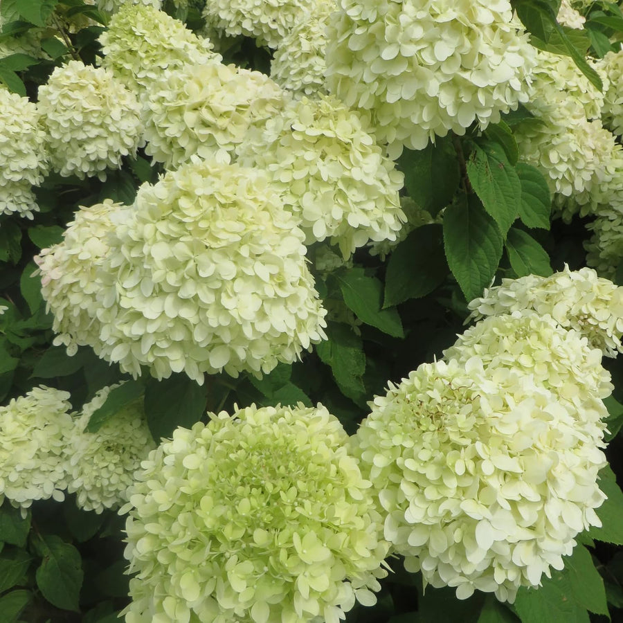 Lime Hydrangea Plant Live, in Quart Pot, 8-14" Tall Cold Hardy Hydrangea Flowering Shrub