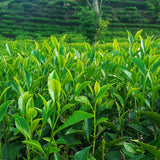 Tea Plant Live, Camellia Sinensis Plant, Green Tea Tree Full Rooted in 1 Gallon Pot, Fragrant White Flowers for Outdoor Growing