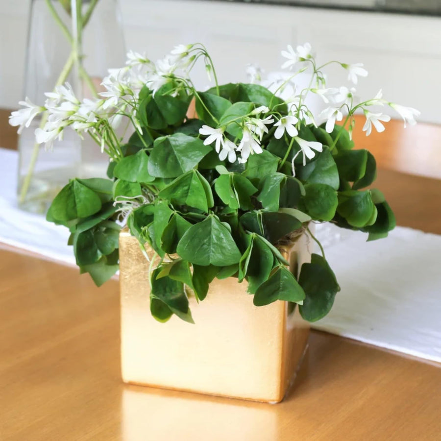 Green Oxalis Shamrock Plant, in 3.5" Pot, Hardy Perennial for Indoor Outdoor Growing