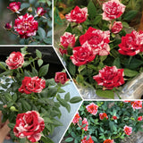 Miniature Rose Plant, Live 3” Potted Rose, Compact, Colorful Flowering Rose Bush for Indoor Outdoor Gardens (Red Pink)