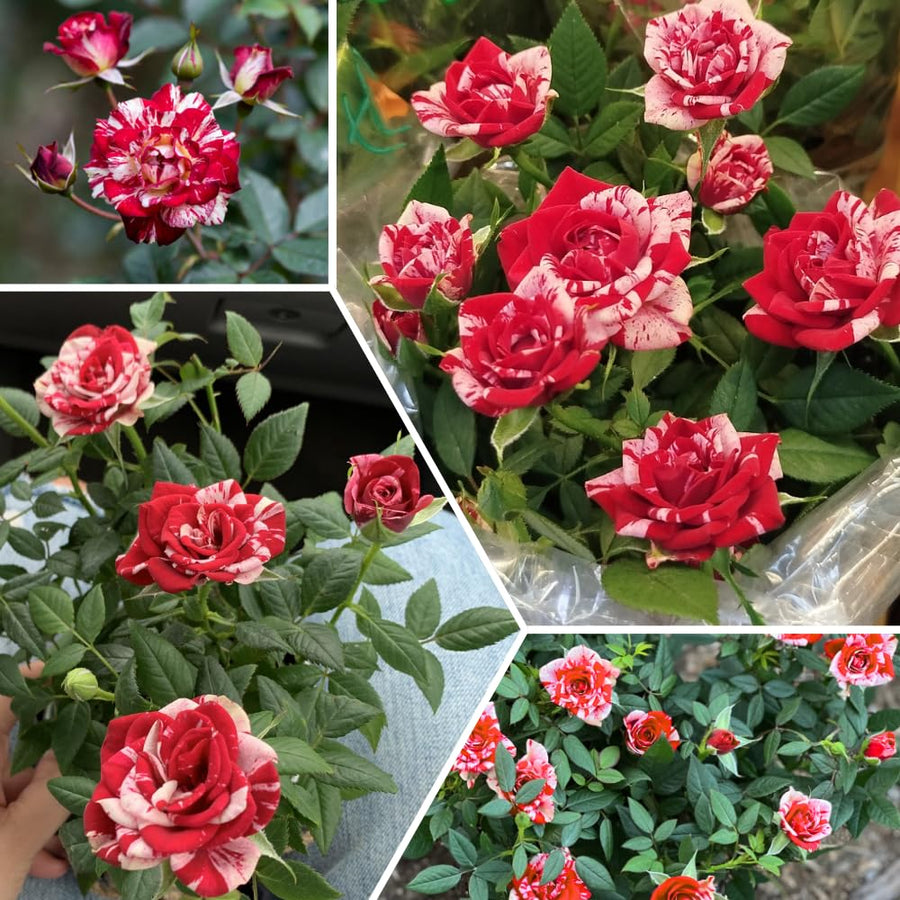Miniature Rose Plant, Live 3” Potted Rose, Compact, Colorful Flowering Rose Bush for Indoor Outdoor Gardens (Red Pink)