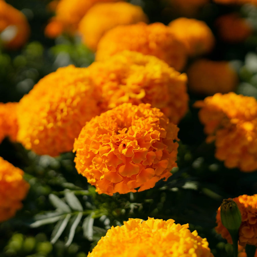 Orange African Marigold Plant 6-10 Inches, 4 Inch Pot, Hardy Marigold Flowers, Live Flowering Garden Plant for Planting