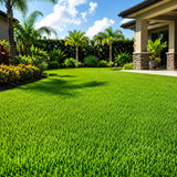 Set 30000 Emerald Zoysia Grass Seeds, Zoysia Grass Seeds, Dense Green Lawn, Low Maintenance Lawn Seed for Outdoor Garden