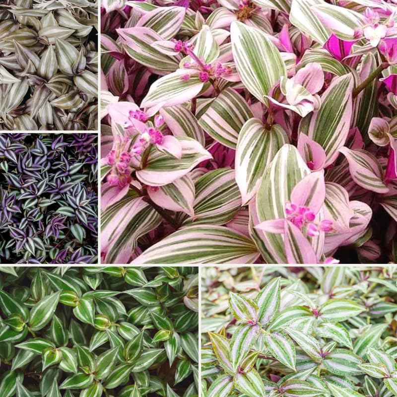 Set 6 Wandering Jew Plants, Mix Trandescantia Live Stems, Vibrant Foliage Indoor Houseplant 3-5 Inch Tall