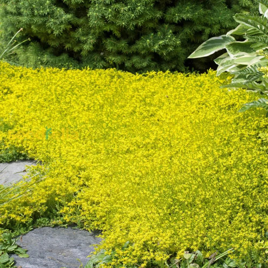 Yellow Sedum Plant Live, Rare Succulent Live Plant in 4" Pot, Hardy Ground Cover for Garden and Containers