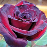 Black Red Climbing Rose Live Plant, Fragrant Rose Bush Ready to Plants, Zone 5 to 9, Size 5 to 7 Inches and Bare Root