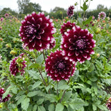 2 Dahlia Tubers for Planting, White Purple Dahlia Flower for Summer Blooms, Large and Vibrant Flowers, Suited for Zones 8 to 11