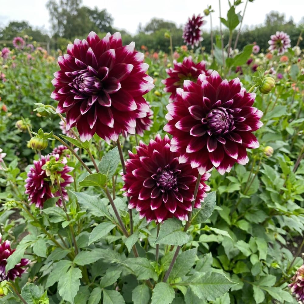 2 Dahlia Tubers for Planting, White Purple Dahlia Flower for Summer Blooms, Large and Vibrant Flowers, Suited for Zones 8 to 11