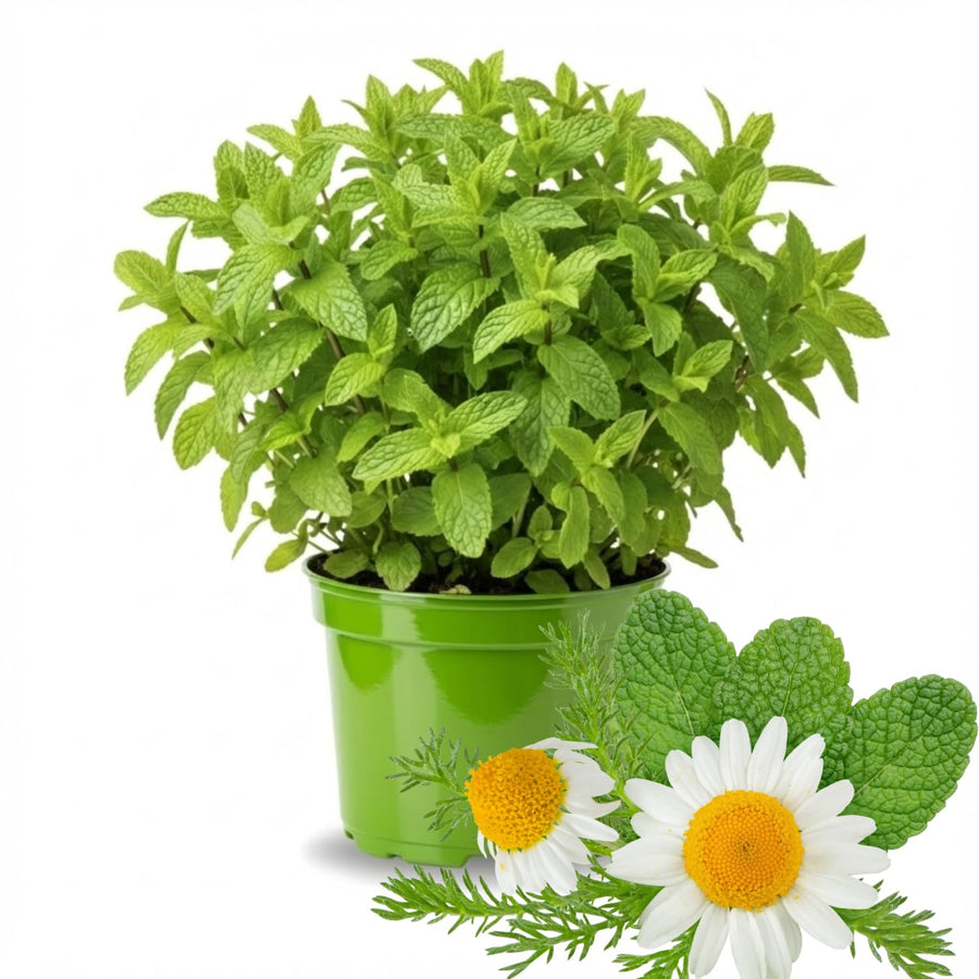 Fresh Common Mint Live Plant in 3.5 Inch Pot, Mint Herb Live Plant for Indoor Outdoor Growing, Spring Planting