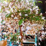 Smithianum Clerodendrum Plants Live, Trailing Light Bulb Flowering Vine, 4-8 Inch Tall, Ready to Plant Outdoor
