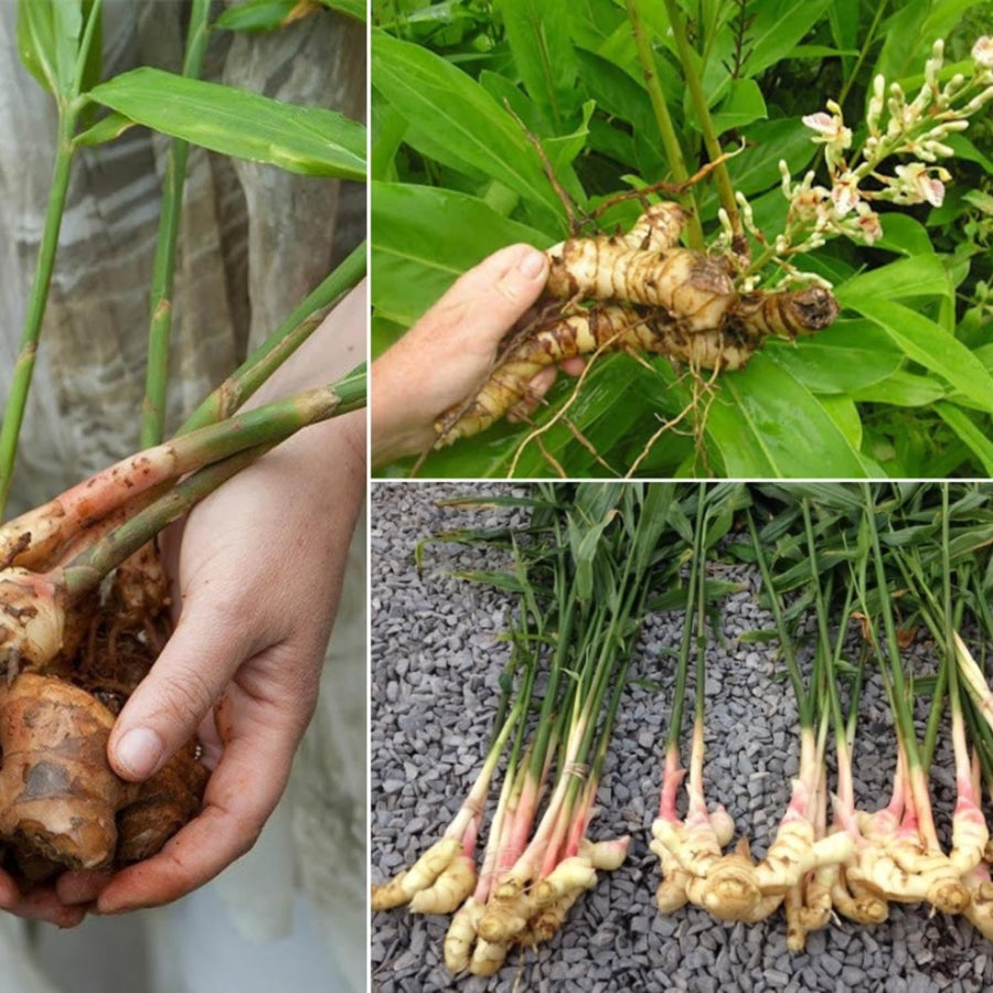 2 Thai Ginger Plants Live in Pot, Galangal Ginger for Herb Outdoor Growing, Starter Size, Fast-Growing