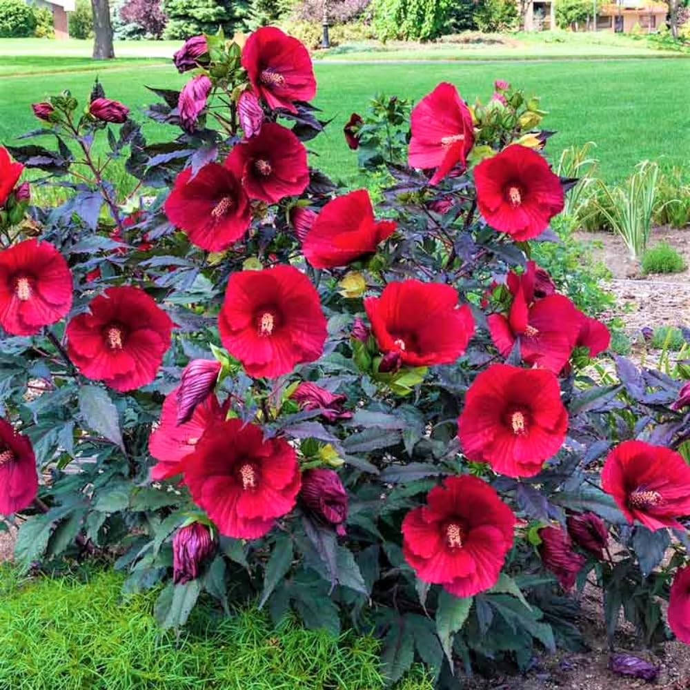 Red Hardy Hibiscus Plant Live, Hibiscus Flowers Plant 5-8 Inch Tall, Perennial Flowering Shrub for Planting