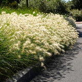 2 White Fountain Grass Live Plants, Perennial Grass Clumps for Outdoor Landscaping Growing, Ornamental Grasses Ready to Grow 4-9 Inches