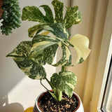2 Monstera Thai Constellation Philodendron Live Plant 5-9" Tall, Rare Tropical Indoor Houseplant Home Garden