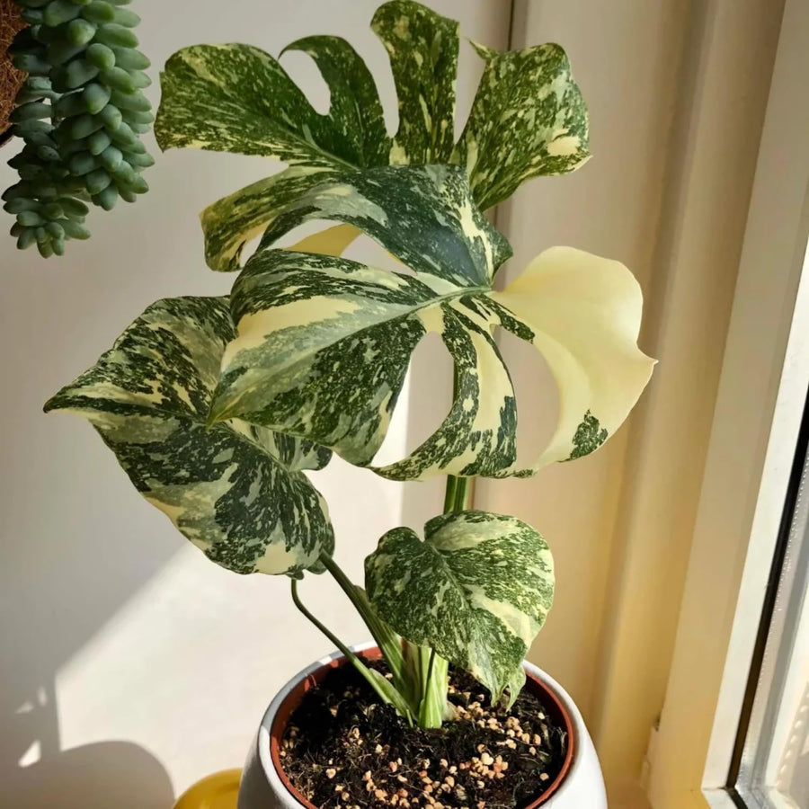 2 Monstera Thai Constellation Philodendron Live Plant 5-9" Tall, Rare Tropical Indoor Houseplant Home Garden