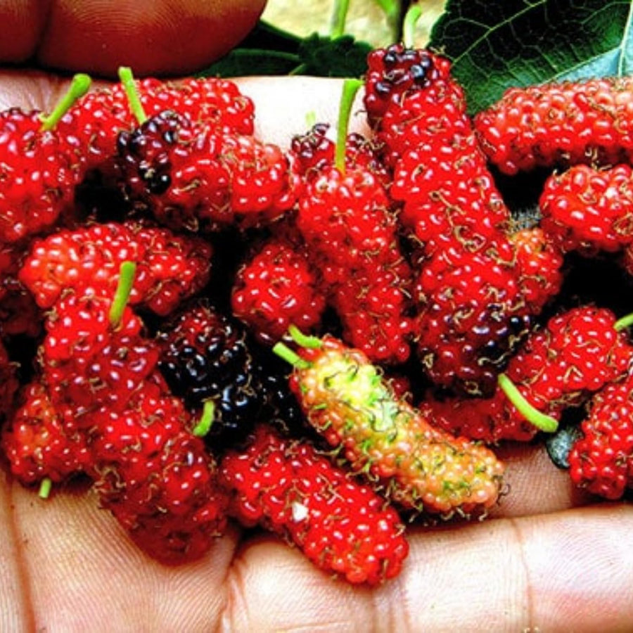 3 Years Old Red Mulberry Tree Live Plant, Ready to Bear Fruit, High Yielding, Zones 9-11, Size 2-3 Feet