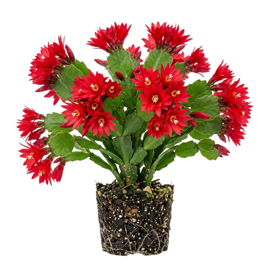 Red Easter Cactus Plant Live, Vibrant Blooming Cactus, 6'' Tall in 4 Inches Pot, Holiday Cactus, Flowering Succulent for Indoor Outdoor Planting