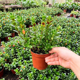 Orange Goldfish Plants Live Houseplants, Tropical Goldfish Plant in 4 Inches Pot, 4-7 Inches Height, Vibrant Trailing Plant for Home Office Decor