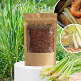 400 Lemongrass Seeds for Planting, Fragrant Lemon Grass Herb, Ideal for Outdoor Garden, Patio, Containers