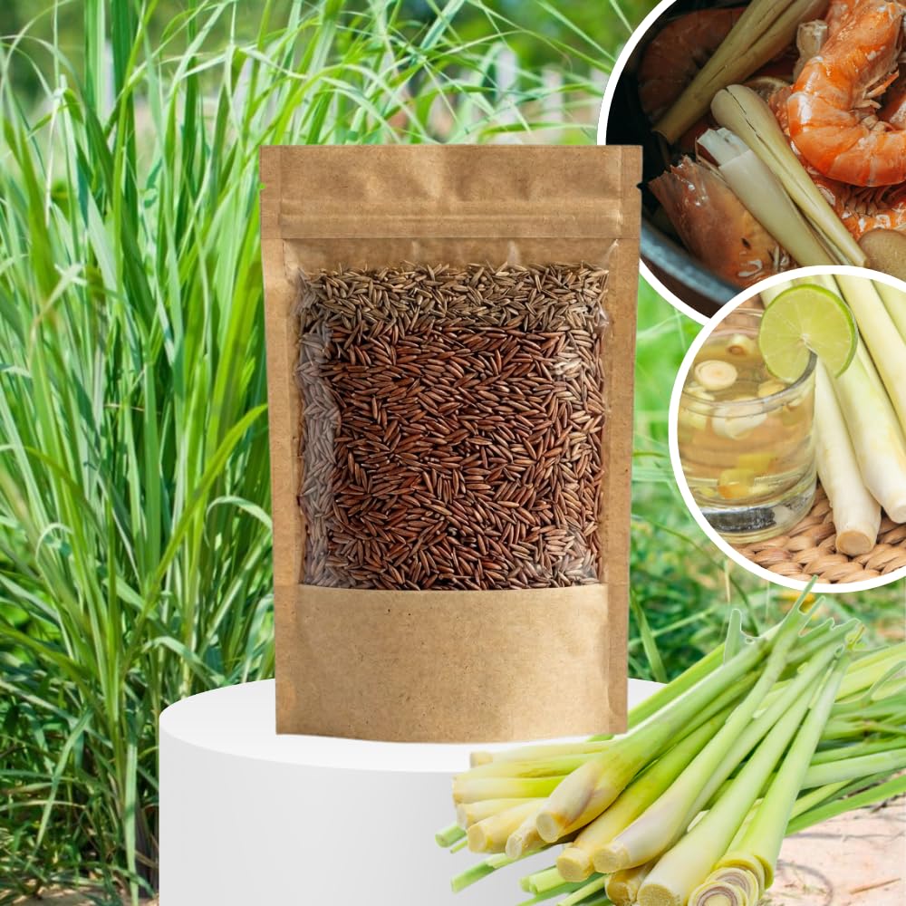 400 Lemongrass Seeds for Planting, Fragrant Lemon Grass Herb, Ideal for Outdoor Garden, Patio, Containers