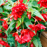 Pack 3 Red Begonia Flower Plants, 3 to 5 Inches, Outdoor Garden