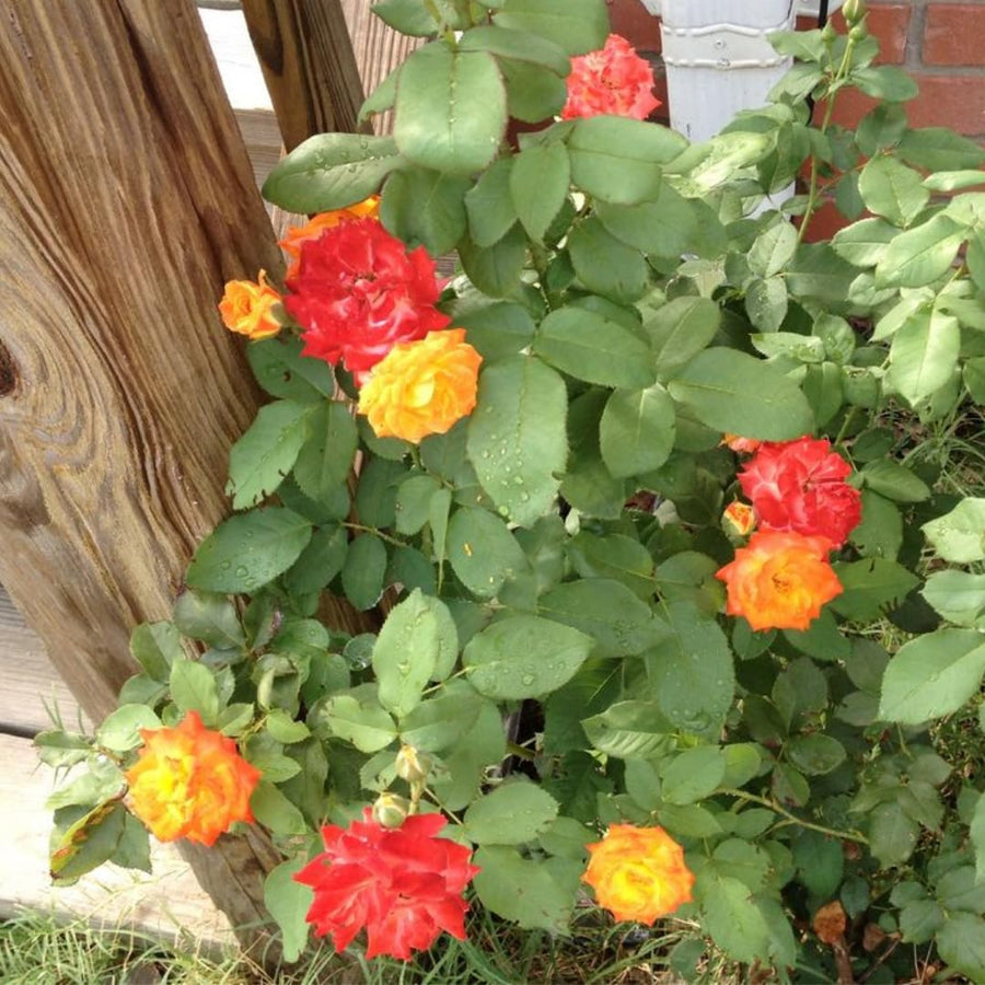 Red Yellow Orange Climbing Rose Live Plant, Fragrant Rose Bush Ready to Plants, Zone 5 to 9, Size 5 to 7 Inches and Bare Root