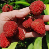 Live Lychee Fruit Tree, 3 Feet Tall Tropical Litchi Tree for Home Garden and Patio